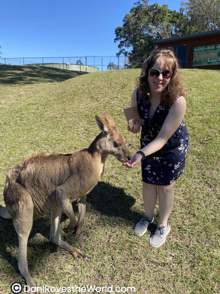 Dani feeding a kangaroo at Lone Pine Sanctuary in Brisbane Australia