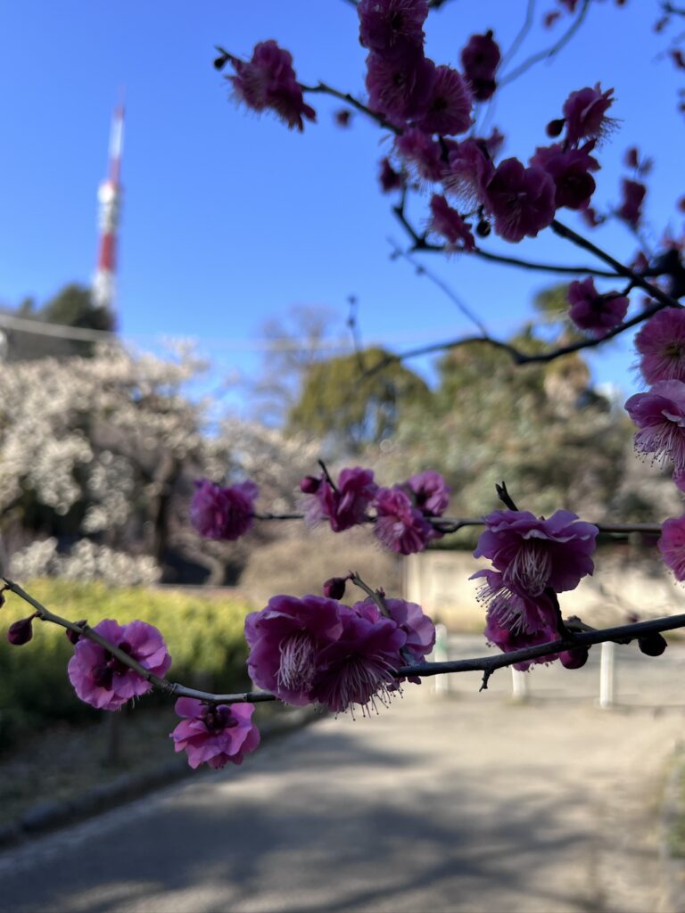 Close-up of pink plum blossoms with Tokyo Tower rising in the distance in Tokyo.