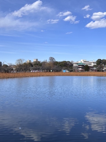 Peaceful view of Shinobazu Pond with reeds and city buildings in the distance on a clear day in Tokyo.