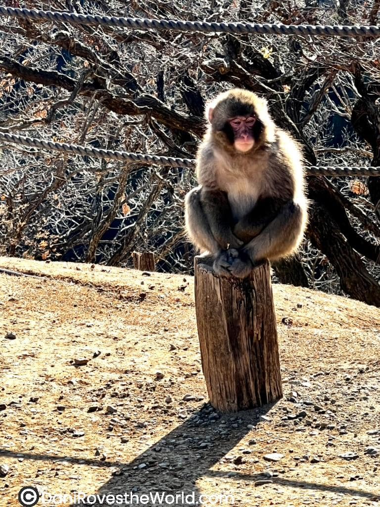A Japanese macaque monkey sits perched on a wooden stump with a contemplative expression, surrounded by bare branches and soft sunlight in a natural setting.