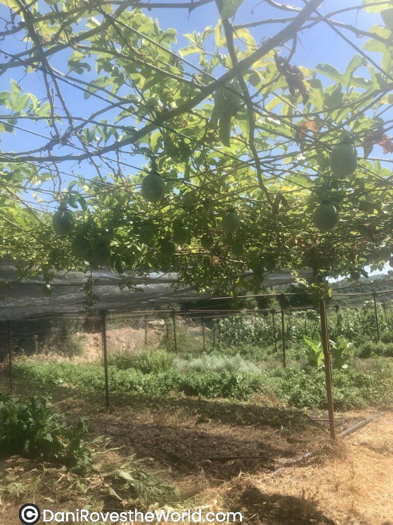 A view of a lush farm with green plants and fruit hanging from overhead vines, where travelers can volunteer in exchange for free accommodation. Volunteering on farms like this is a smart budget hack for solo female travelers seeking to save on lodging while experiencing local culture.