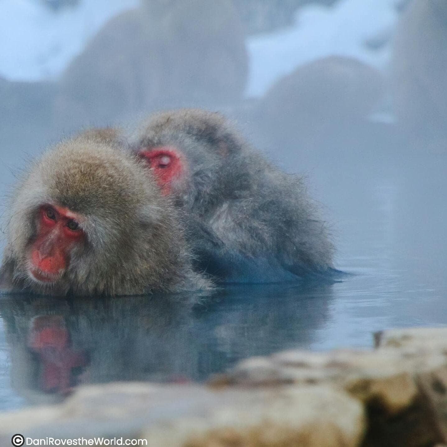 Japanese monkeys in a hot spring in Nagano in winter